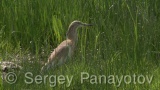 Video of Squacco Heron - Squacco Heron hunting fish near to the Shabla lake